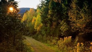 Wald
