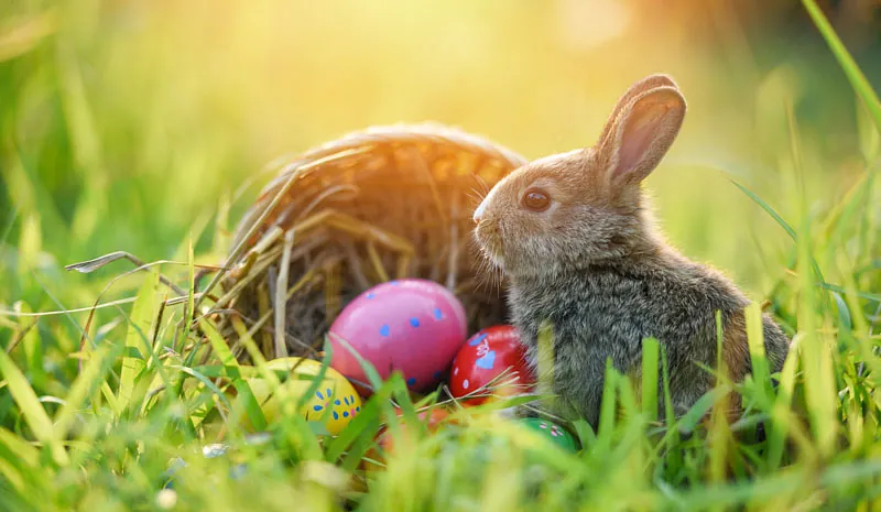 Osterhase